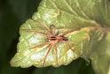Pisaura_mirabilis_F1518_Z_84_Les Gris_Frankrijk